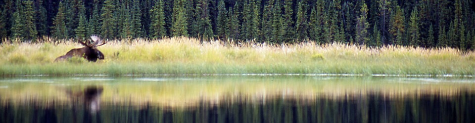 Moose along Mayfield Lake Gataga River