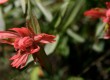 Indian Paintbrush on Murtle Lake Shores