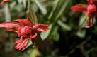 Indian Paintbrush on Murtle Lake Shores