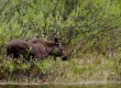 Moose along the shoreline Bowrons