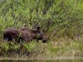 Moose along the shoreline Bowrons