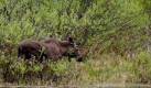 Moose along the shoreline Bowrons