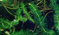Invasives and R.A.P.P. Invasives and R.A.P.P.