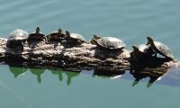 Wildlife and Habitat Wildlife and Habitat