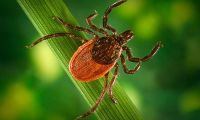 Wildlife Safety and Diseases
