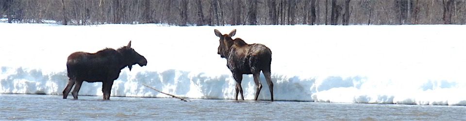 Lower Stikine in Early May