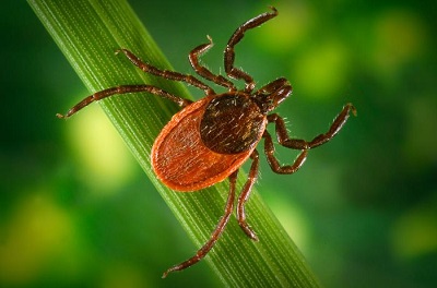 wildlife safety disease